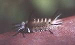 Wooley caterpiller