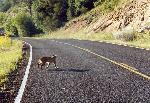 Bobcat