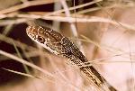 Common Garter snake