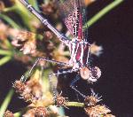 Damsel fly