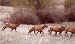 Elk