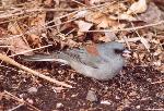 Gray-headed Junco