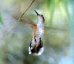 Hummingbird