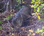 Javalina