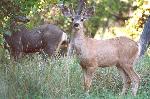 Mule Deer