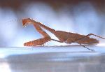 Praying mantis
