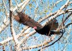 Turkey Vulture