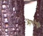 Alligator juniper