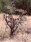 Cholla cactus