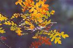 Fall oak leaves