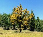Gambel's Oak