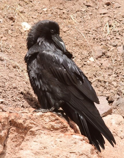 A large black bird known as a Common Raven sits along the cliff wall.