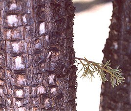 A close-up photo showing the rough detail of the bark of an alligator juniper tree.