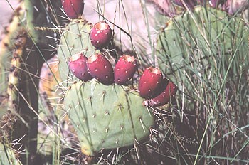 A photo of the ripe bright red fruit of the prickly pear cactus.