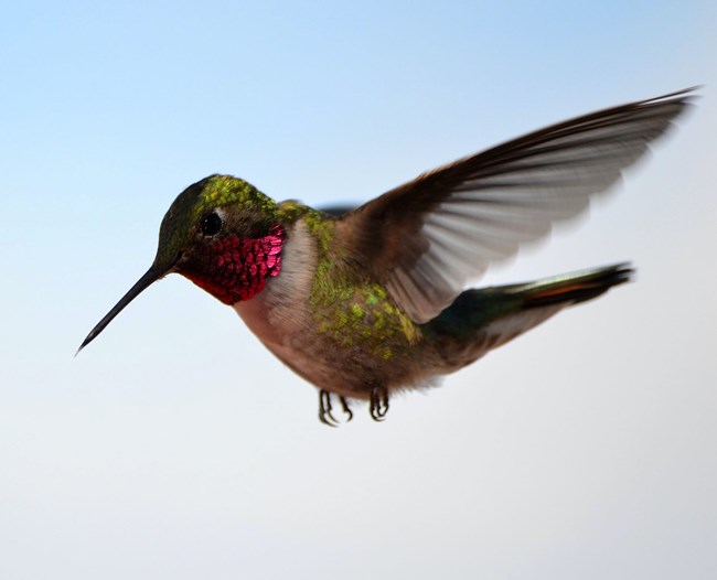 A small bird with a long beak, hovers in the air. the bird known as a hummingbird has a green back and magenta throat feathers.