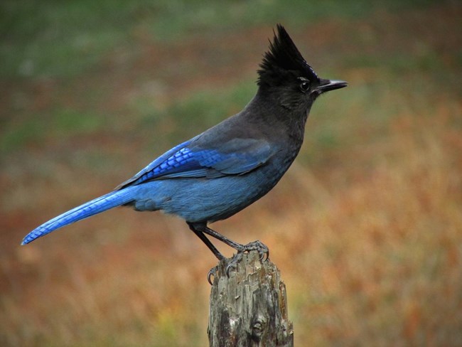 A medium sized bird, known as a Steller's Jay, has a black head fading into blue feathers just above the wings, perches on a wooden post.