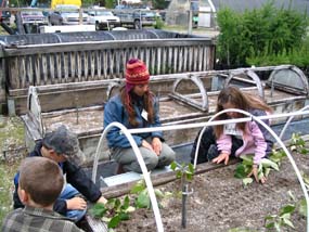 Students planting cuttings