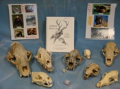 Skulls found in Trunk