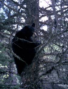 black bear