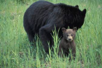 black bears