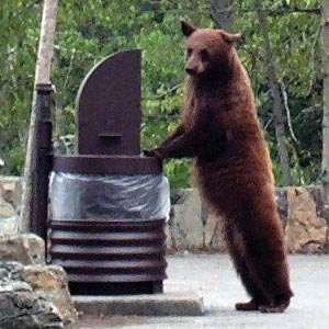 Bear at garbage can