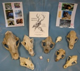 skulls kit