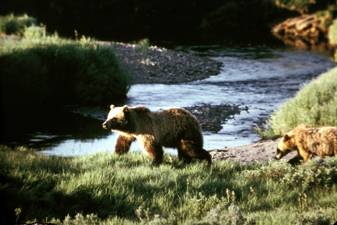 Grizzly Bear