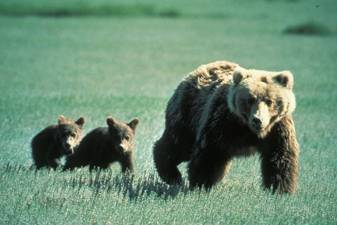 grizzly bear