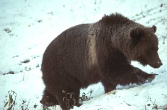 grizzly bear