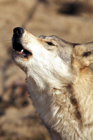 Wolf Howling