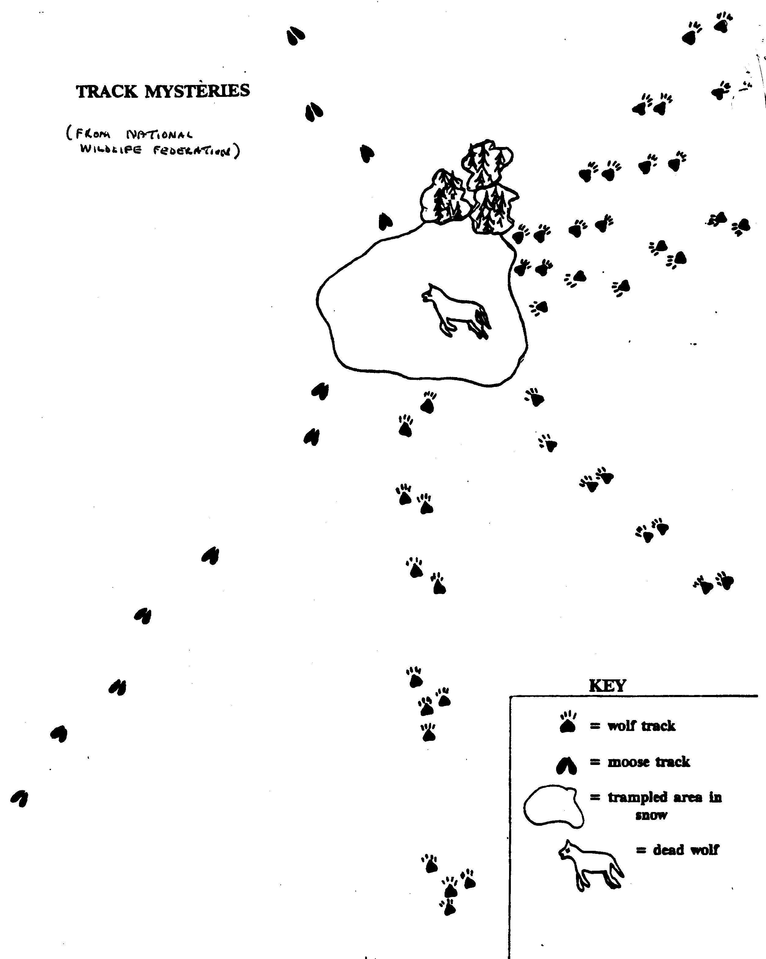animal tracks image
