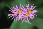 Aster