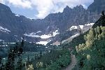 Beargrass