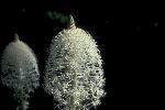 Beargrass 2