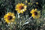 Blanket Flower
