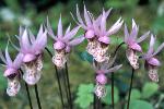 Calypso Orchids