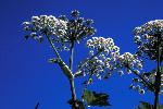 Cow Parsnip