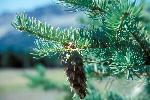 Douglas Fir Cone
