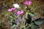 Geranium