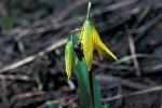 Glacier Lily