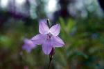 Harebell
