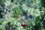 Lodgepole Pine