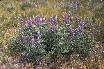 Lupine