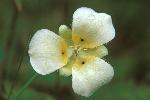 Mariposa Lily