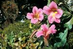 Monkey Flower