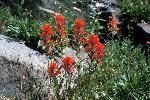 Paintbrush