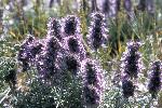 Silky Phacelia