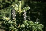 Subalpine Fir Cone