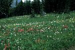 Subalpine Meadow