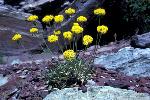 Sulfur Buckwheat